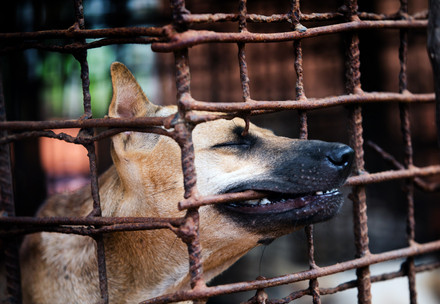Caged dog to be slaughtered