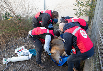 Lion being assessed by the FOUR PAWS team
