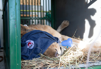 Lion in transport crate