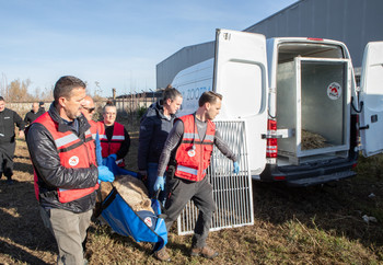 FOUR PAWS team transporting bear
