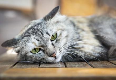 Cat Leila