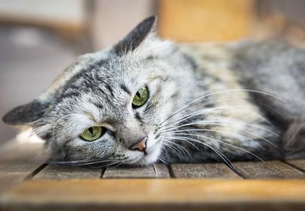 Cat on balcony