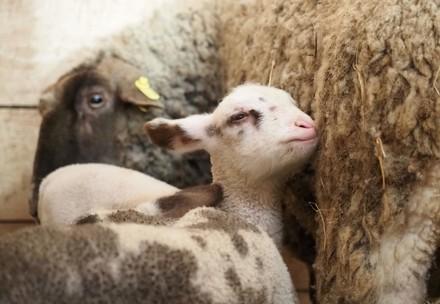 Sheep in Romania