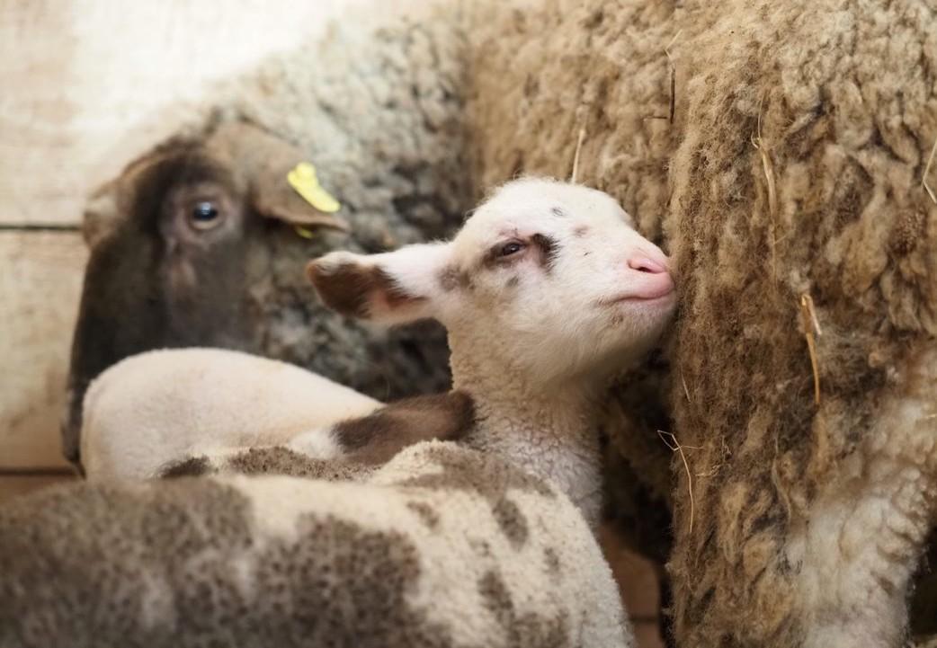 Rescued sheep in Romania
