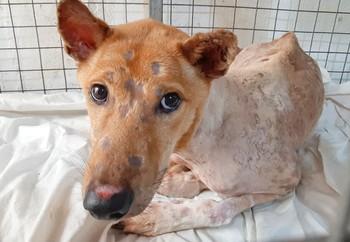 Archie needed urgent help