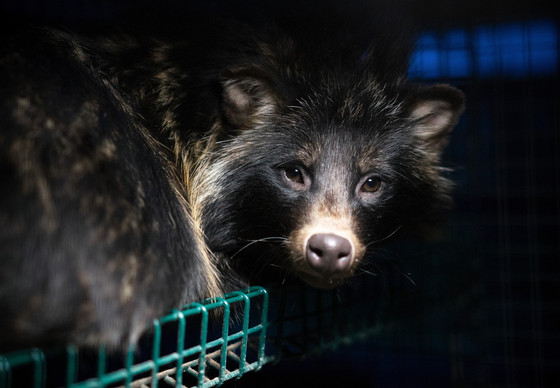 Raccoon dog in a cage at a fur farm