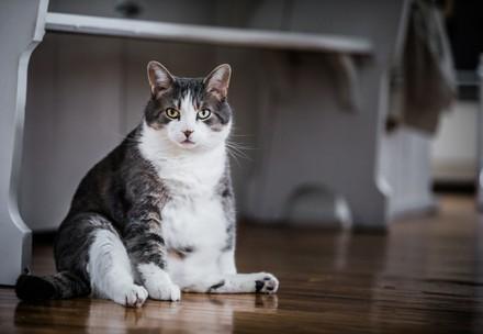 Obese Cat