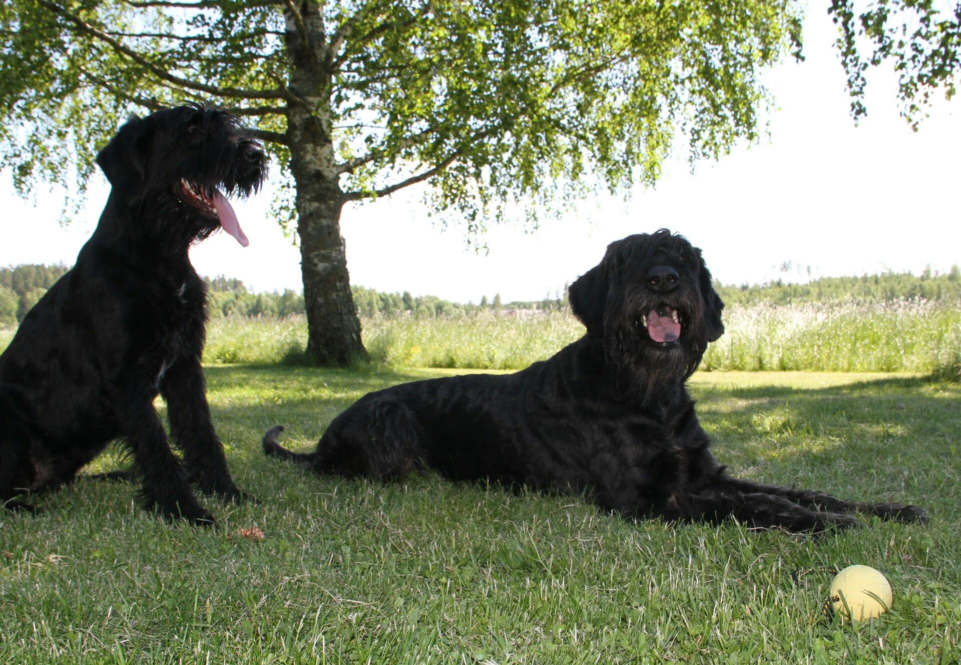 Dogs outside