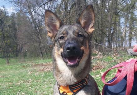 Therapy dog Busia