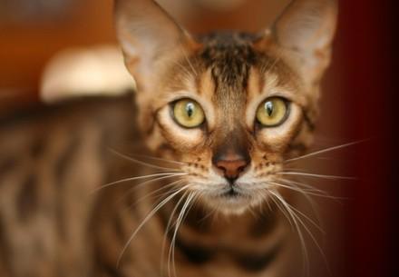 Pedigree Cat