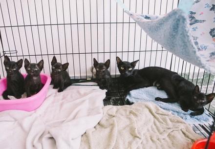 Cat Shuri and her babies