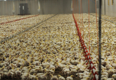Broiler chickens