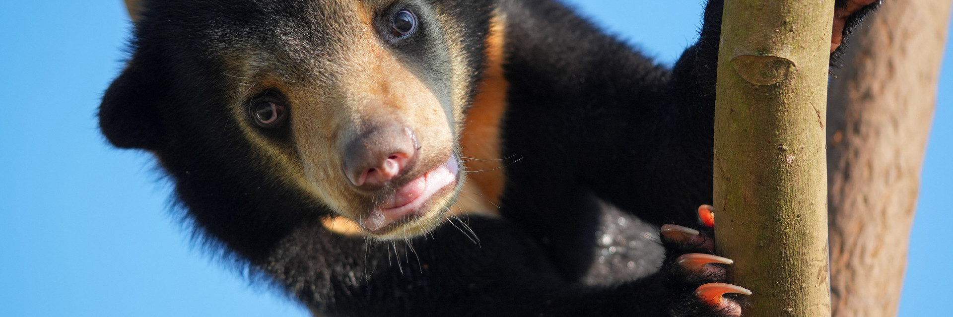 Rescued bear cub at our sanctuary
