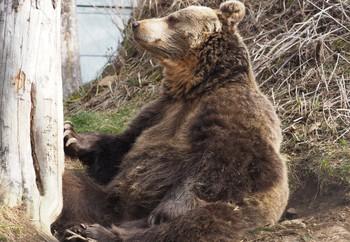 Brumca sitting like a Buddha