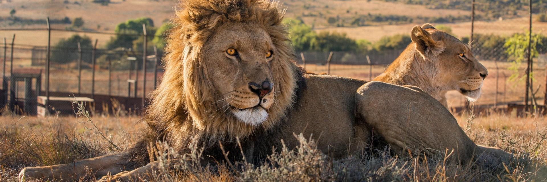 Lions in LIONSROCK
