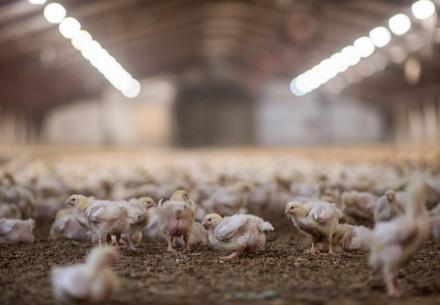 Broiler Chickens