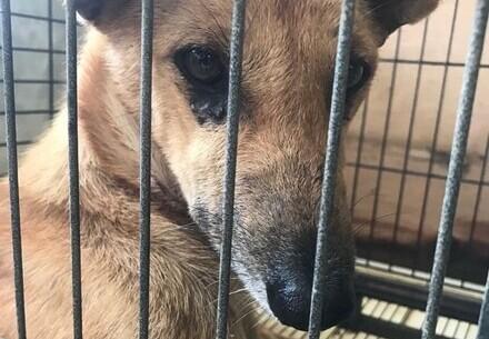 Dog Cinta