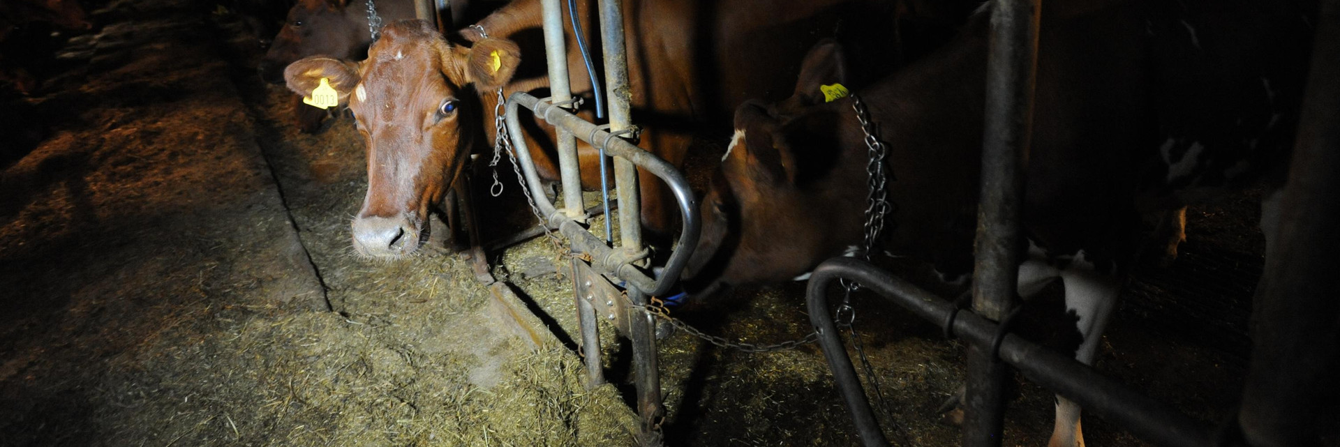 Factory farmed cow