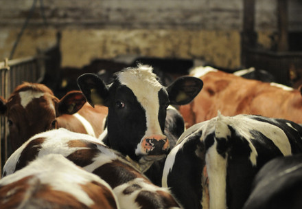 Climate and Animal Welfare