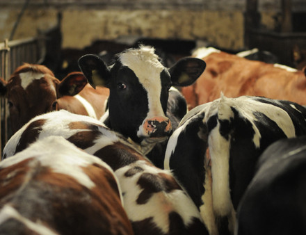 cow in dairy farm