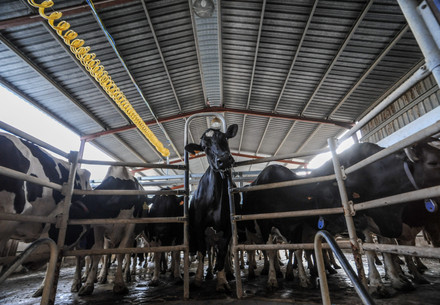 Dairy cow