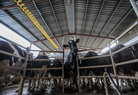 Dairy cows