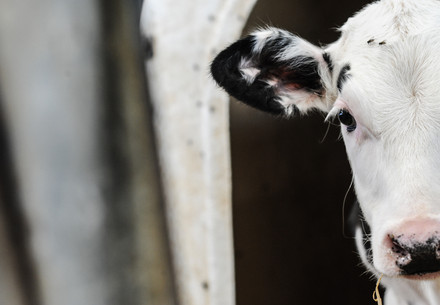 Veal calf