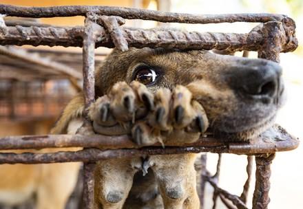 Dog in cage