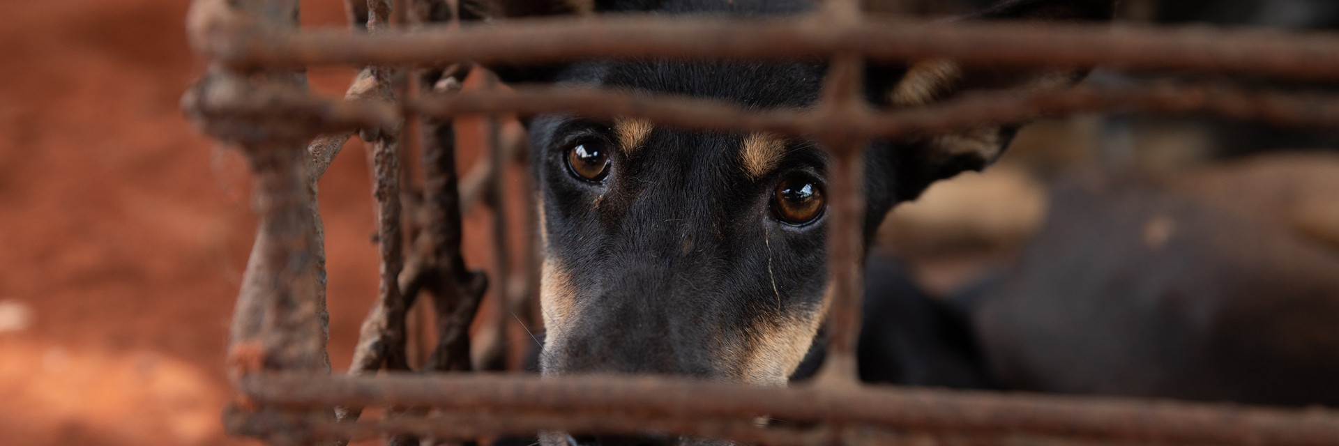 A dog  in a cage in slaughterhouse in Kampong Thom Province, Cambodia