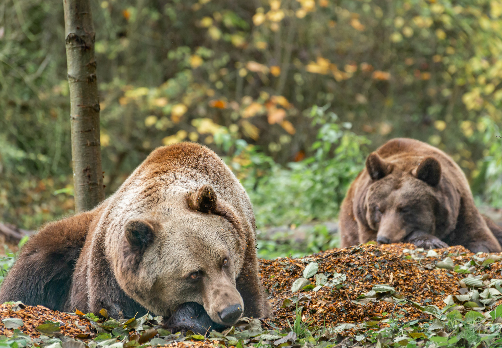 Bears at BEAR SANCTUARY Müritz