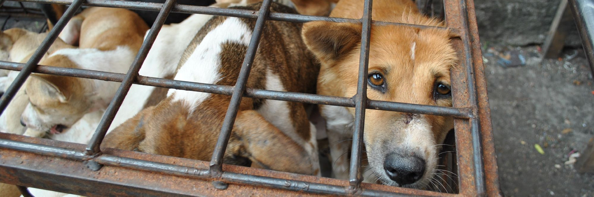 Dog in a cage