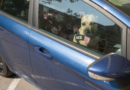 Dog in a car on a sunny day