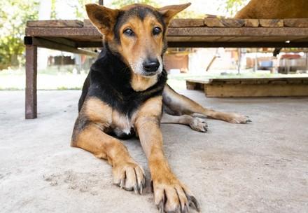 Rescue Dog Doris