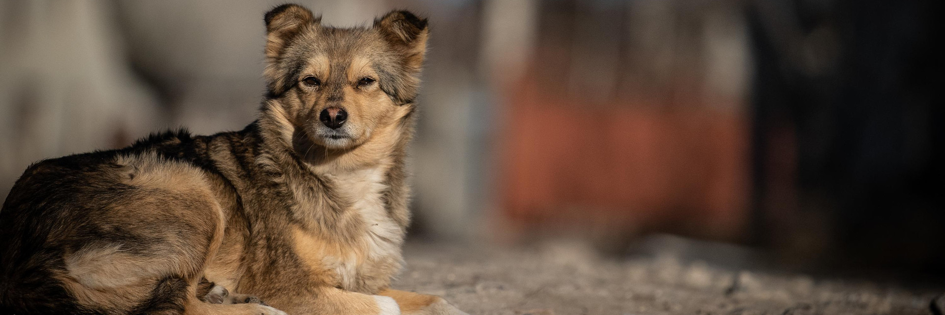 Brown stray dog laying on a street in Moldova