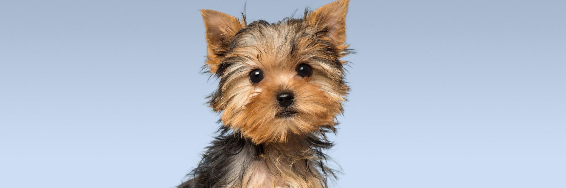 Puppy