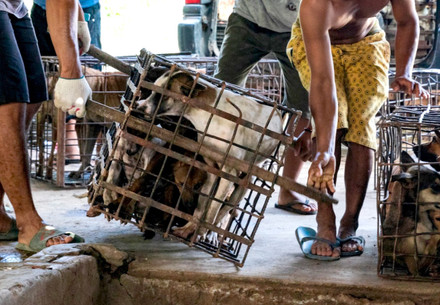 Dogs in small cages being carried