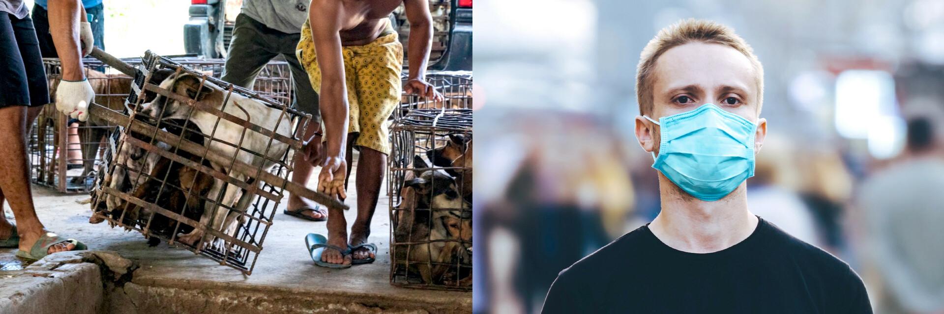 Dog and Cat Meat Trade and COVID-19