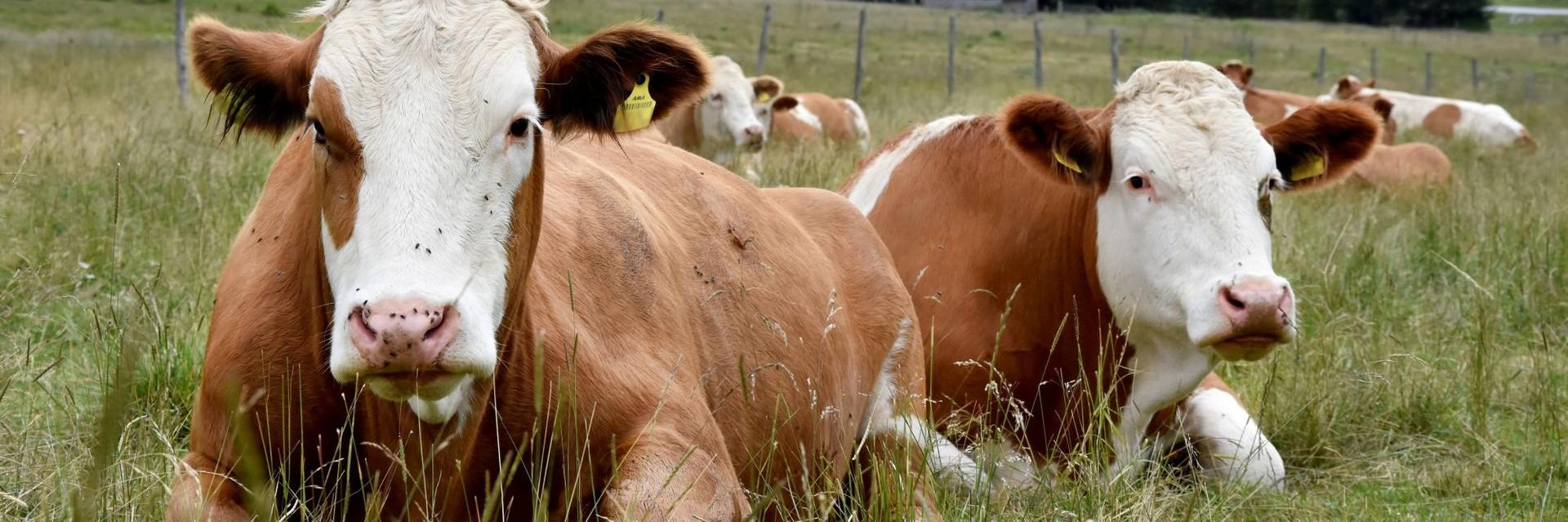 Cows laying in a field 