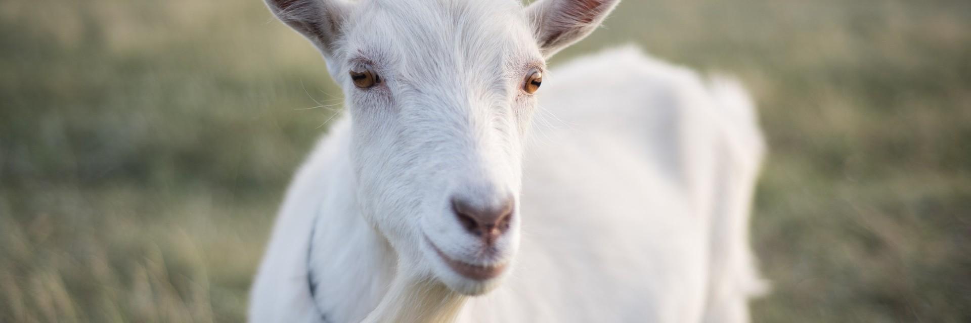 White goat standing on a field