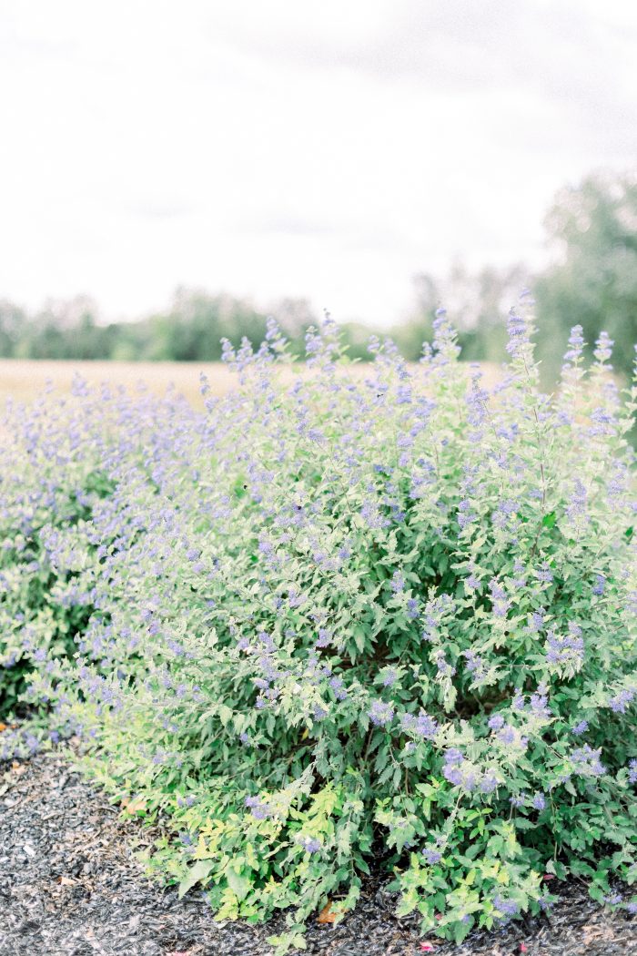 Ranch Venue for LGBTQ+ Couples Aesthetic