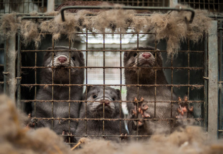 Pandemic Treaty Draft 'Lacks Teeth' Minks at a fur farm