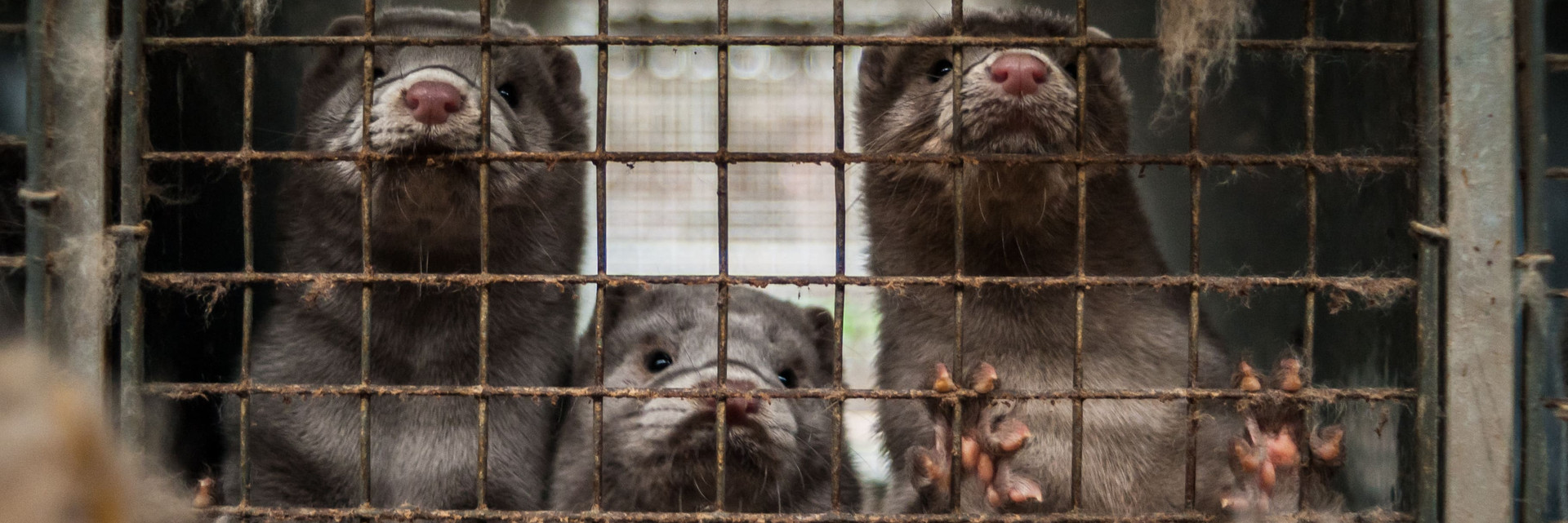 One Health takes into account the wellbeing of humans, animals and the environment Mink caged for fur farming