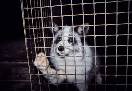 Fox at a fur farm in Poland
