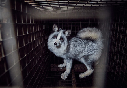 Foxes on a fur farm