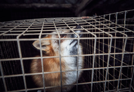 Fox in cage at a fur farm
