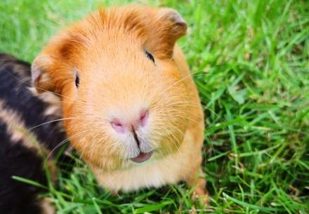 Quinea pig
