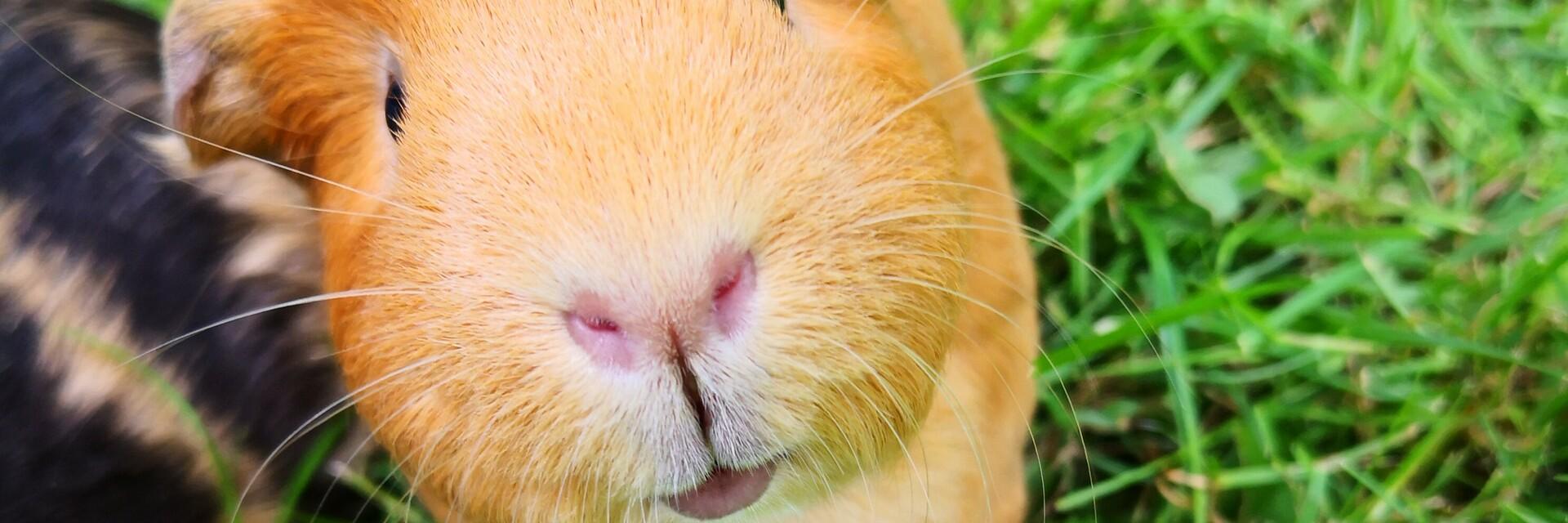 Happy guinea pig