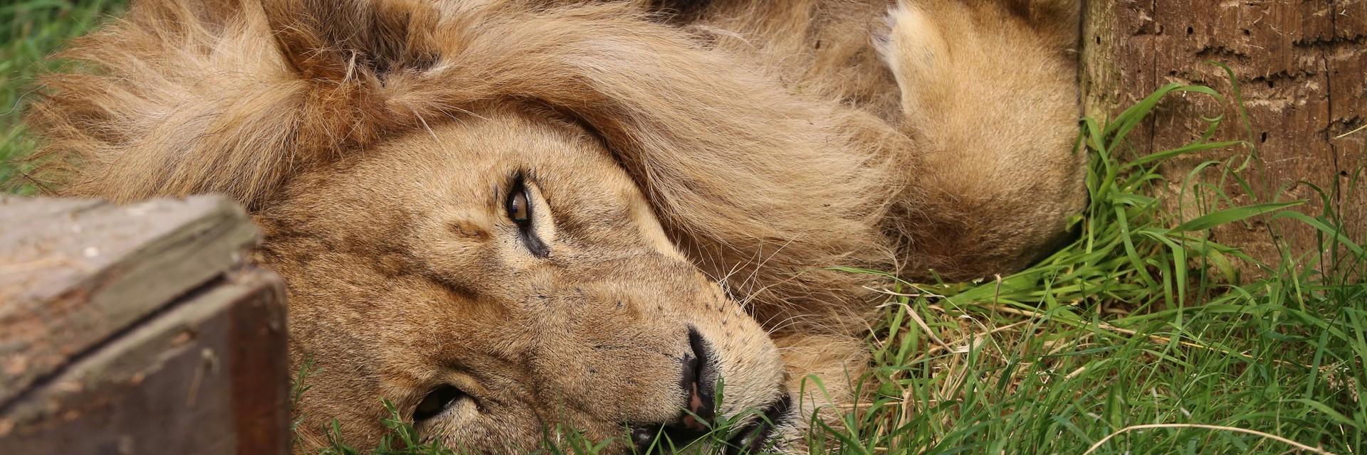 Lion Bobby at FELIDA Big Cat Sanctuary