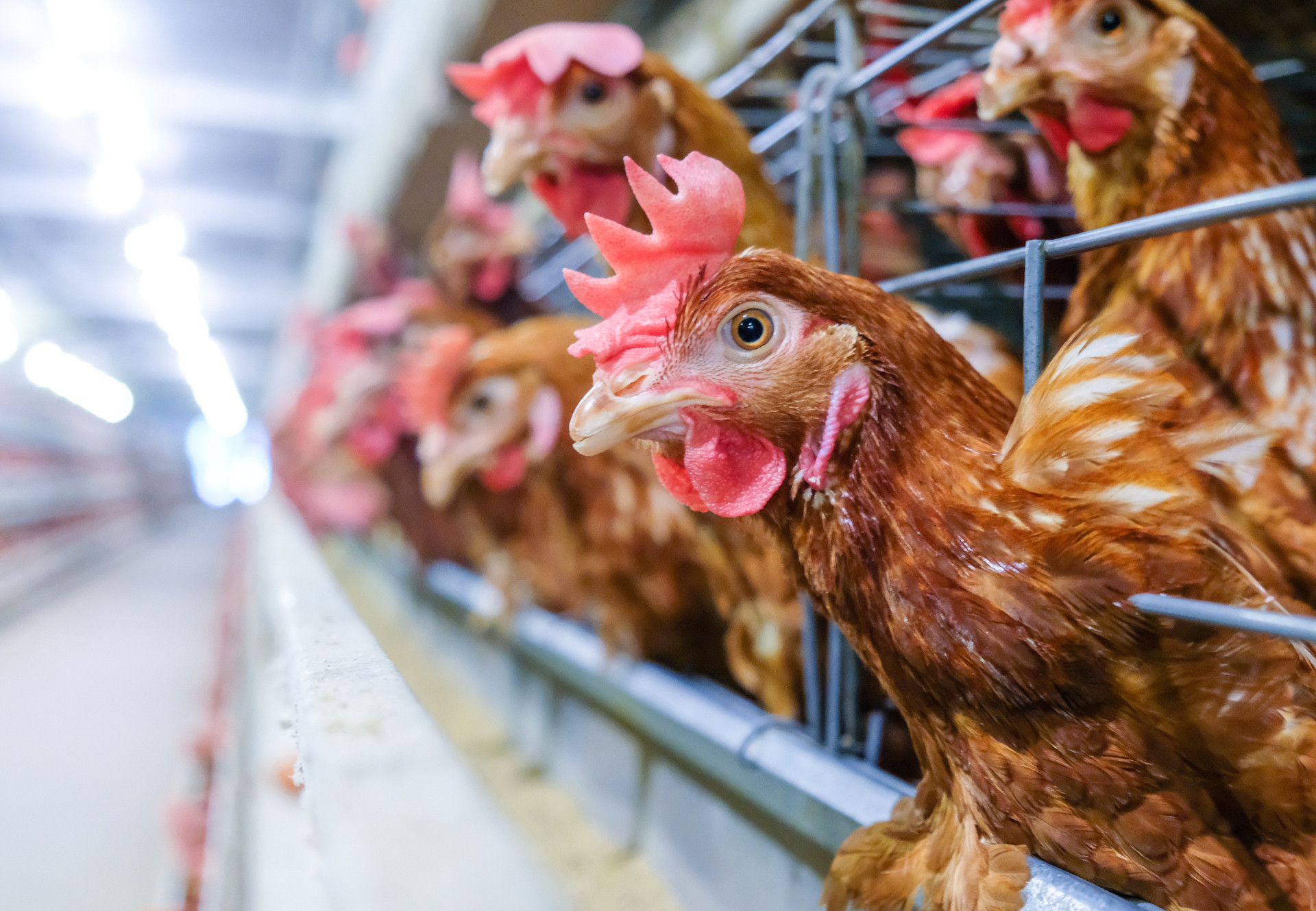 Lots of Laying hens or chickens in cages