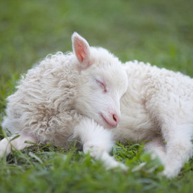 Wool with a Butt